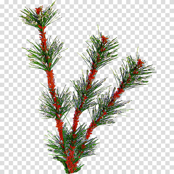 yellow fir oregon pine plant shortleaf black spruce red pine, Lodgepole Pine, Tree, Colorado Spruce, Shortstraw Pine, American Larch transparent background PNG clipart