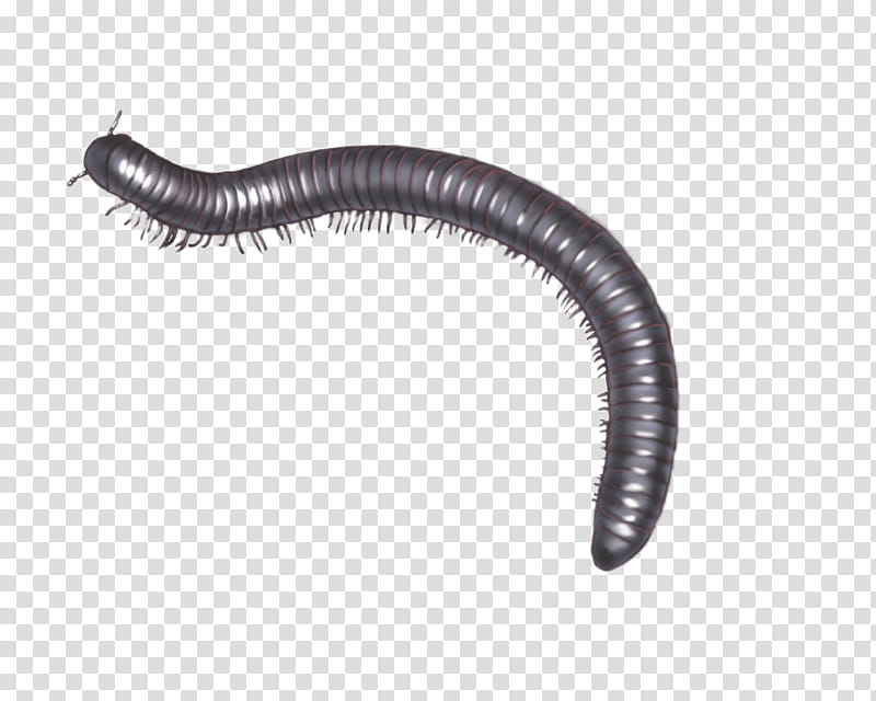 Centipedes And Millipedes Worm, Beetle, Archispirostreptus Gigas, Desmoxytes Purpurosea, Arthropod Leg, Segmentation, Decomposer, Diagram transparent background PNG clipart