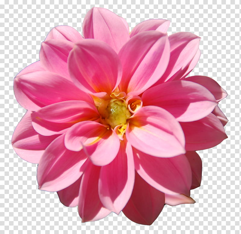Spring Blooming, pink Dahlia flower on black background transparent background PNG clipart