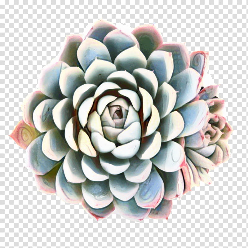 Pink Flower, Rose, Garden, Stonecrops, Cactus, Bakeware, Flowerpot, Garden Roses transparent background PNG clipart
