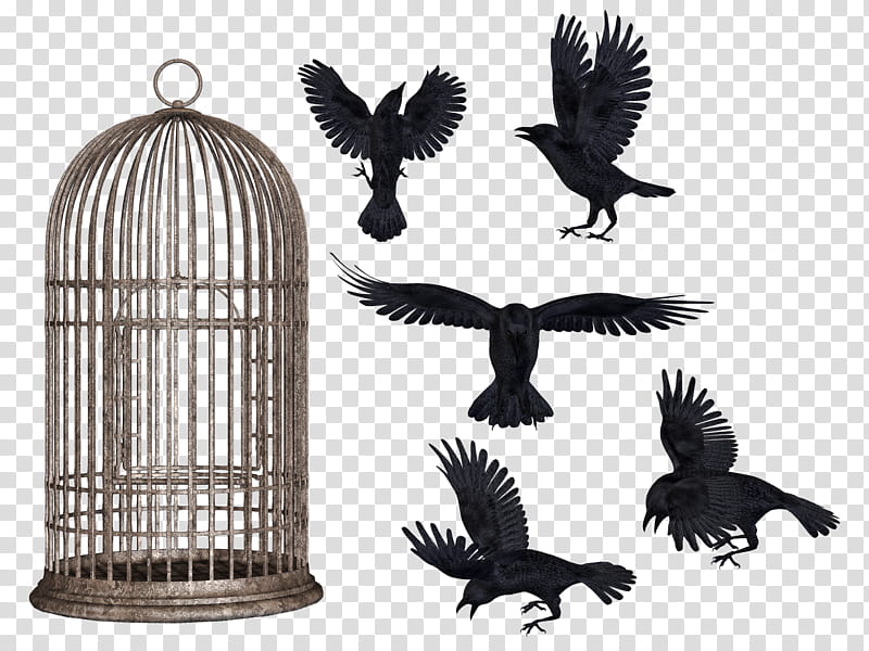 Crows Mega , five black birds beside cage transparent background PNG clipart