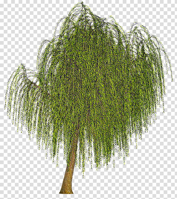 tree plant woody plant willow grass, American Larch, Pine Family transparent background PNG clipart