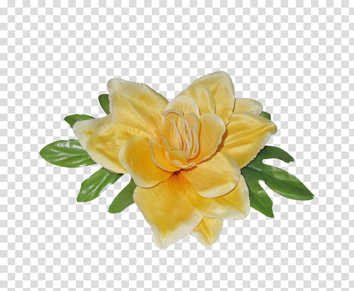 Flowers, Cut Flowers, Rose Family, Yellow, Petal, Plant, Gardenia, Beige transparent background PNG clipart