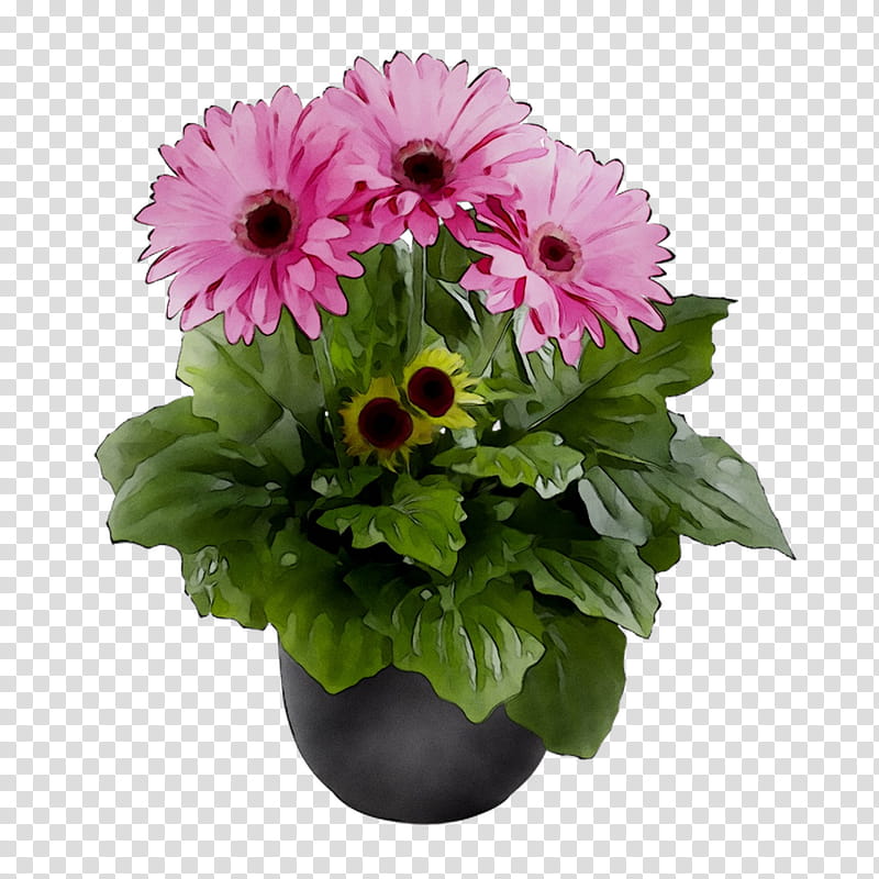 Bouquet Of Flowers, Transvaal Daisy, Floral Design, Cut Flowers, Chrysanthemum, Flower Bouquet, Purple, Annual Plant transparent background PNG clipart