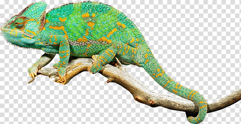 Chameleon, Chameleons, Lizard, Reptile, Iguanas, African Chameleon, Gecko, Green Iguana transparent background PNG clipart
