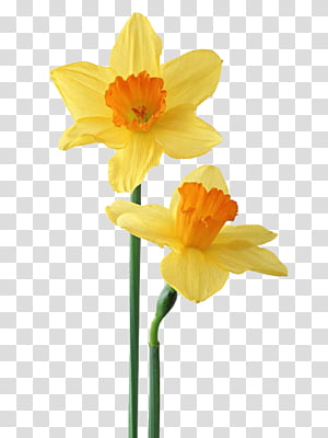 flower age 20P s, yellow daffodils transparent background PNG clipart flower age 20P s, yellow daffodils transparent background PNG clipart thumbnail