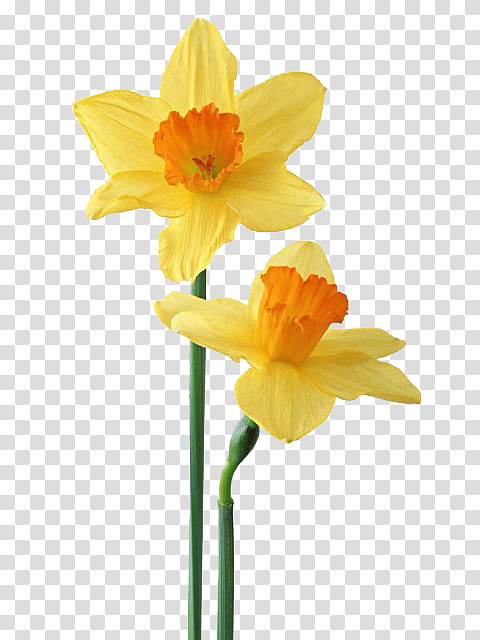 flower age P s, yellow daffodils transparent background PNG clipart