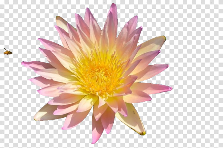 Flowers, Sukhavati, Buddhism, Pure Land, Kek Lok Si, Thangka, Gautama Buddha, Yellow transparent background PNG clipart