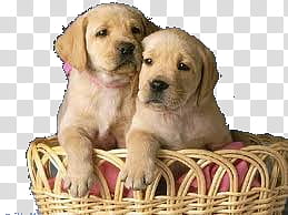 two yellow Labrador retriever puppies on brown basket transparent background PNG clipart