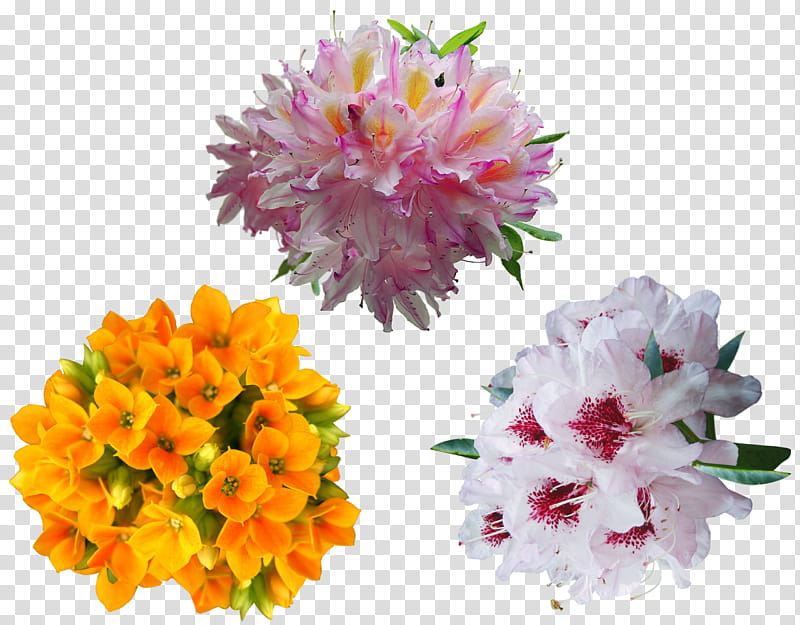 Flowers, orange kalanchoe flowers, white-and-red rhododendron flowers, and pink hyacinth flowers in blooms transparent background PNG clipart