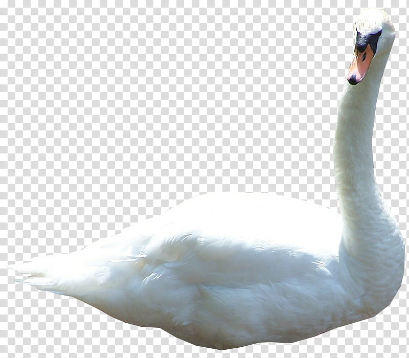 Swan , white duck transparent background PNG clipart