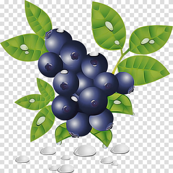 berry plant bilberry fruit leaf, Blueberry, Tree, Huckleberry, Grape, Flower transparent background PNG clipart