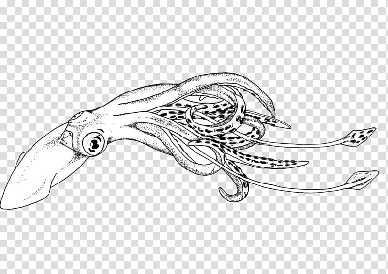 Silver, Line Art, Drawing, Reptile, Body Jewellery transparent background PNG clipart