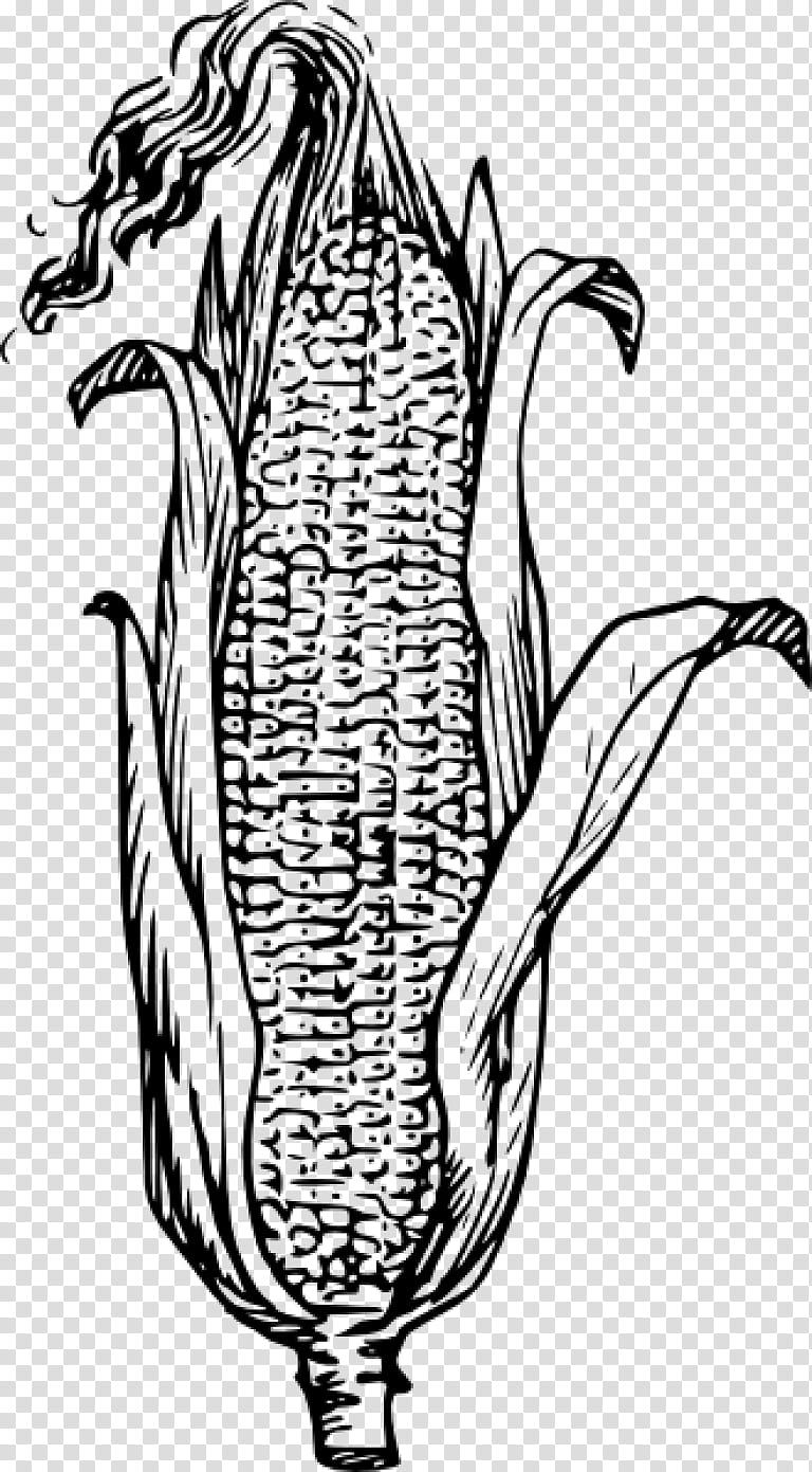Book Black And White, Corn On The Cob, White Corn, Drawing, Sweet Corn, Corncob, Ear, Line Art transparent background PNG clipart