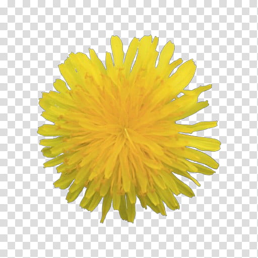 dandelion yellow dandelion sow thistles flower, English Marigold, Plant, Perennial Sowthistle, Pollen, Native Sowthistle transparent background PNG clipart