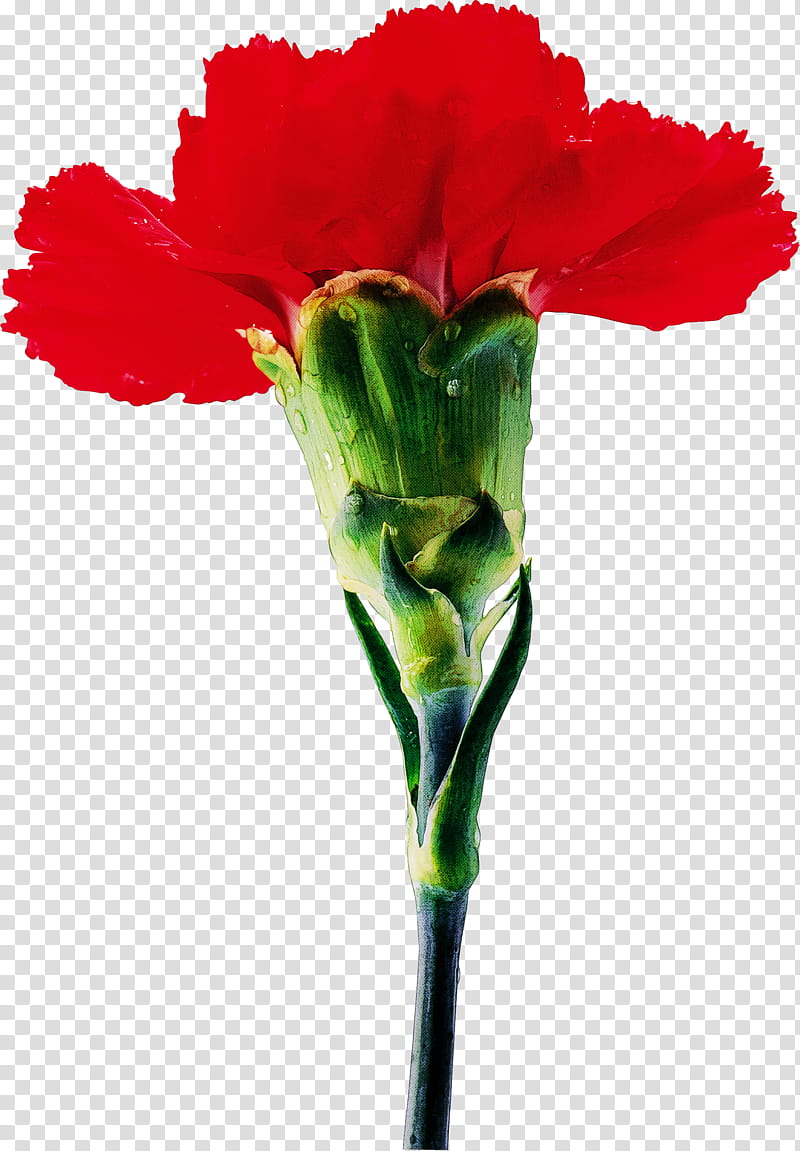 Artificial flower, Cut Flowers, Plant, Red, Carnation, Petal, Plant Stem, Dianthus transparent background PNG clipart