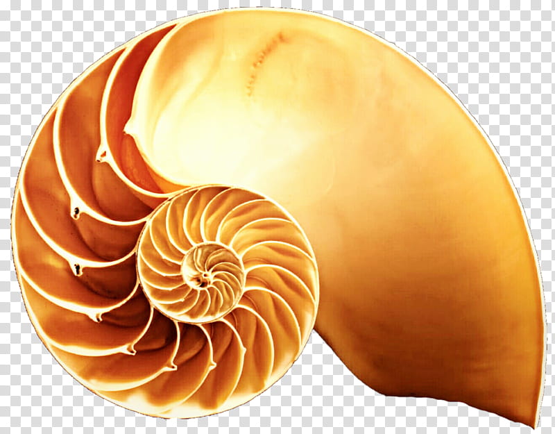 Orange Snail Shell Cut in Half transparent background PNG clipart