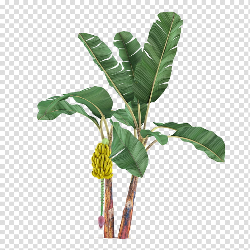 Cactuses and Plants, green banana plants transparent background PNG clipart