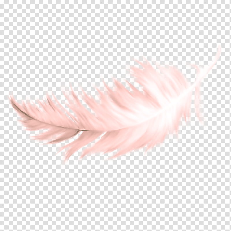 Feather, White, Pink, Quill, Wing, Fashion Accessory, Eyelash, Fur transparent background PNG clipart
