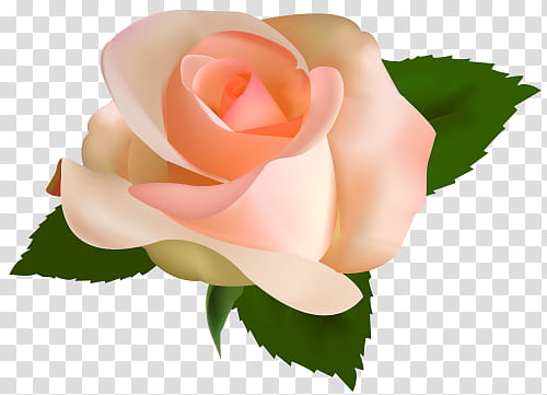 Rosas transparent background PNG clipart