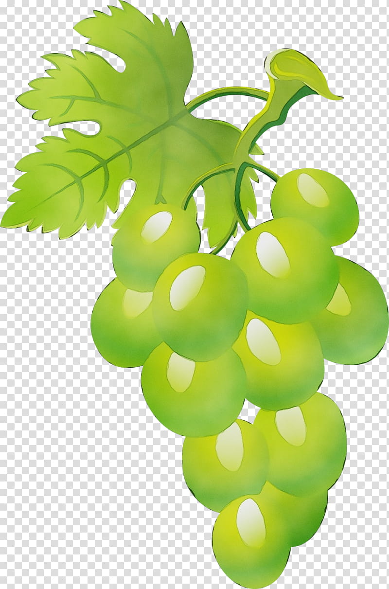grape seedless fruit leaf green grape leaves, Watercolor, Paint, Wet Ink, Grapevine Family, Plant, Vitis, Flowering Plant transparent background PNG clipart
