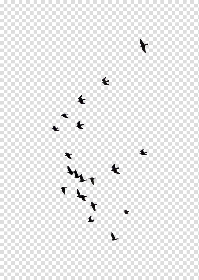 Sky, Bird, Flock, Flight, Beak, Animal, Bird Flight, White transparent background PNG clipart