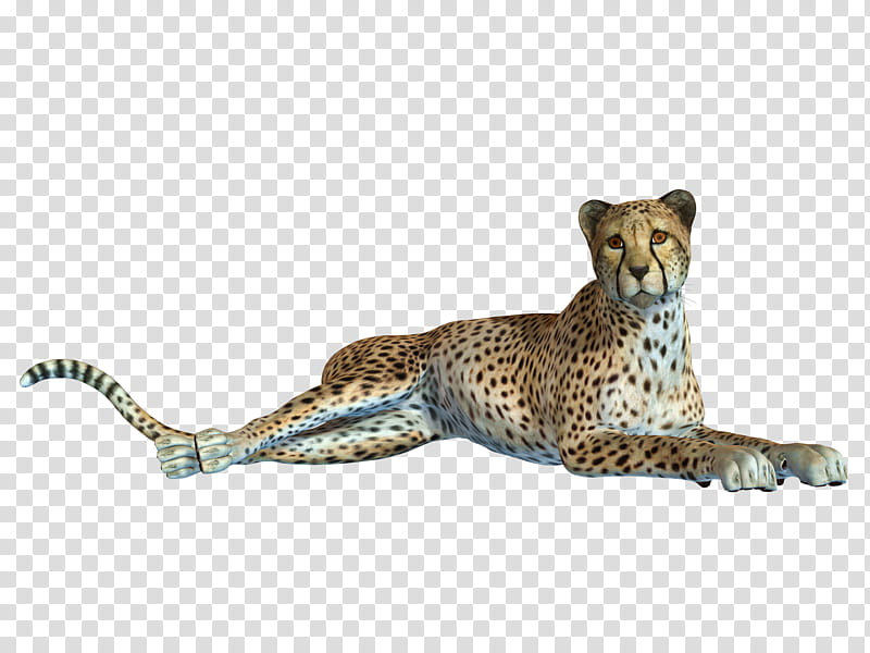 Cheetah , lioness animal transparent background PNG clipart