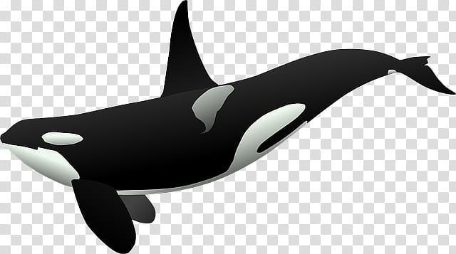 Ballena para tu Blend, black and white whale transparent background PNG clipart