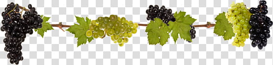 Leaves and flowers , grape fruits transparent background PNG clipart