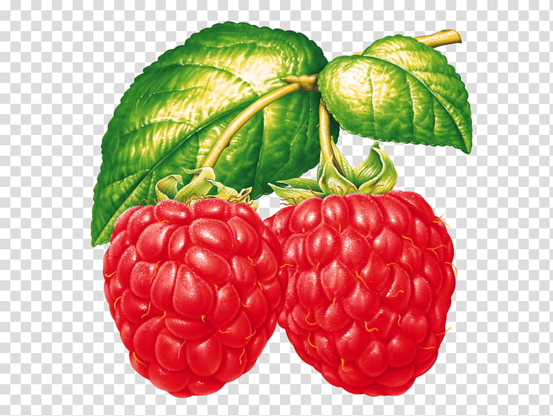 Strawberry, Raspberry, Berries, Blackberry, Red Raspberry, Fruit, Black Raspberry, Computer Icons transparent background PNG clipart