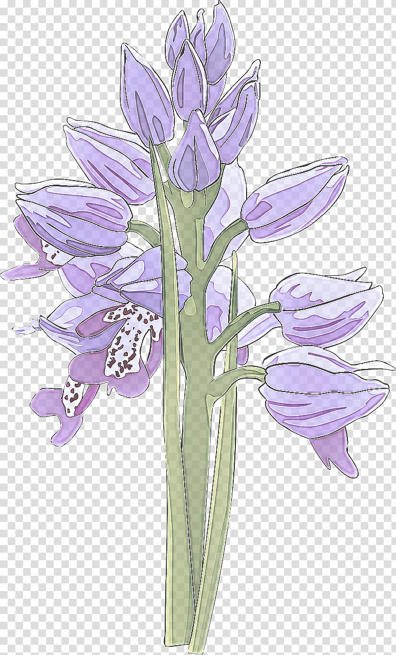 Lavender, Flower, Flowering Plant, Purple, Violet, Lilac, Clusterlilies, Cut Flowers transparent background PNG clipart