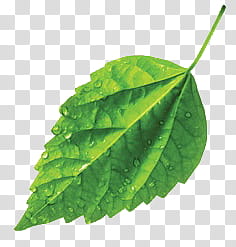 leaf P, green leaf with water dew transparent background PNG clipart