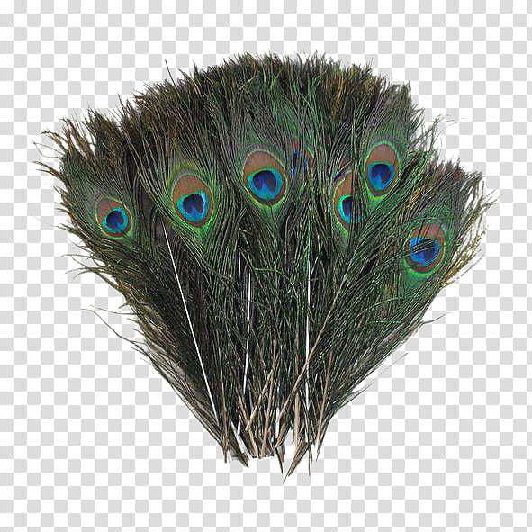 Cartoon Bird, Feather, Peafowl, Down Feather, Pillow, Furniture, Natural Peacock Feathers, Common Ostrich transparent background PNG clipart