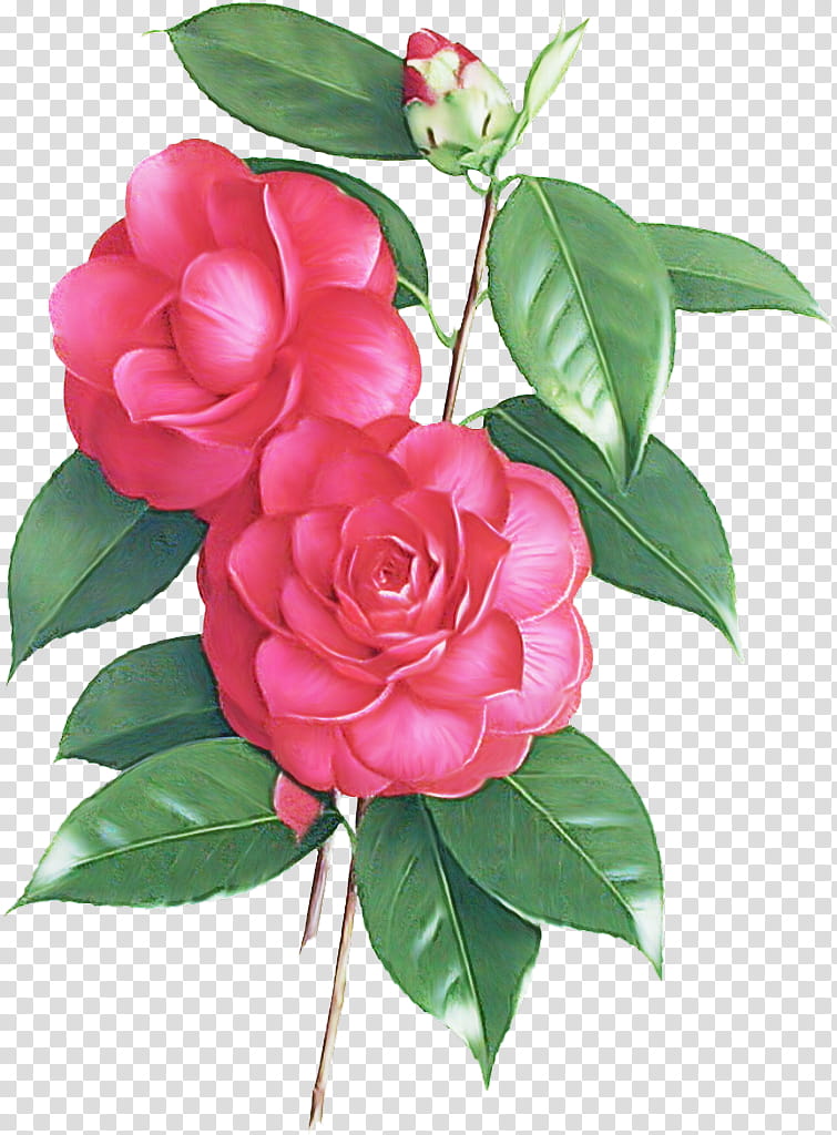 Garden roses, Flower, Pink, Plant, Petal, Japanese Camellia, Rose Family, Floribunda transparent background PNG clipart