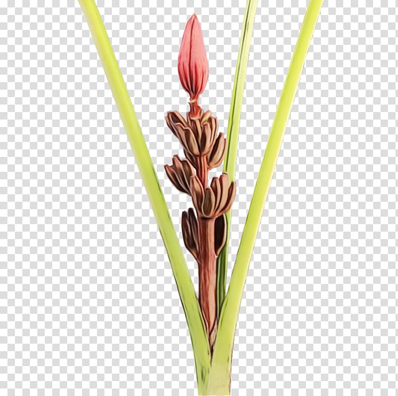 flower plant grass family plant stem bud, Watercolor, Paint, Wet Ink, Alismatales, Pedicel transparent background PNG clipart