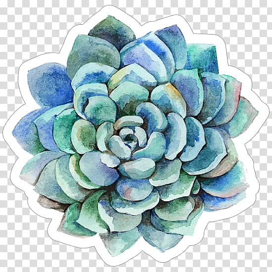 echeveria flower plant turquoise watercolor paint, White Mexican Rose, Stonecrop Family, Petal, Hydrangea transparent background PNG clipart