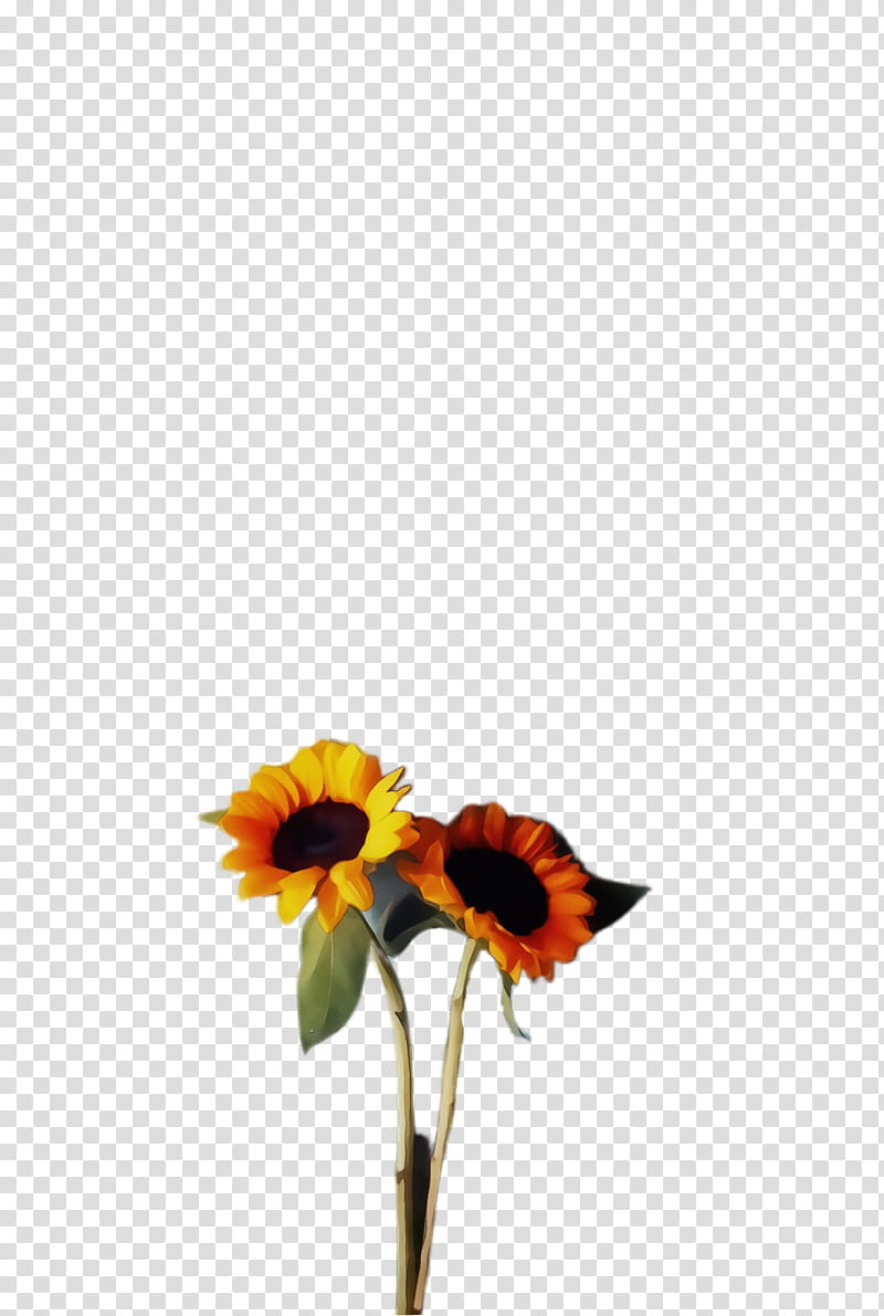 Floral Flower, Sunflower, Bloom, Common Sunflower, Transvaal Daisy, Cut Flowers, Floral Design, Sunflower Seed transparent background PNG clipart