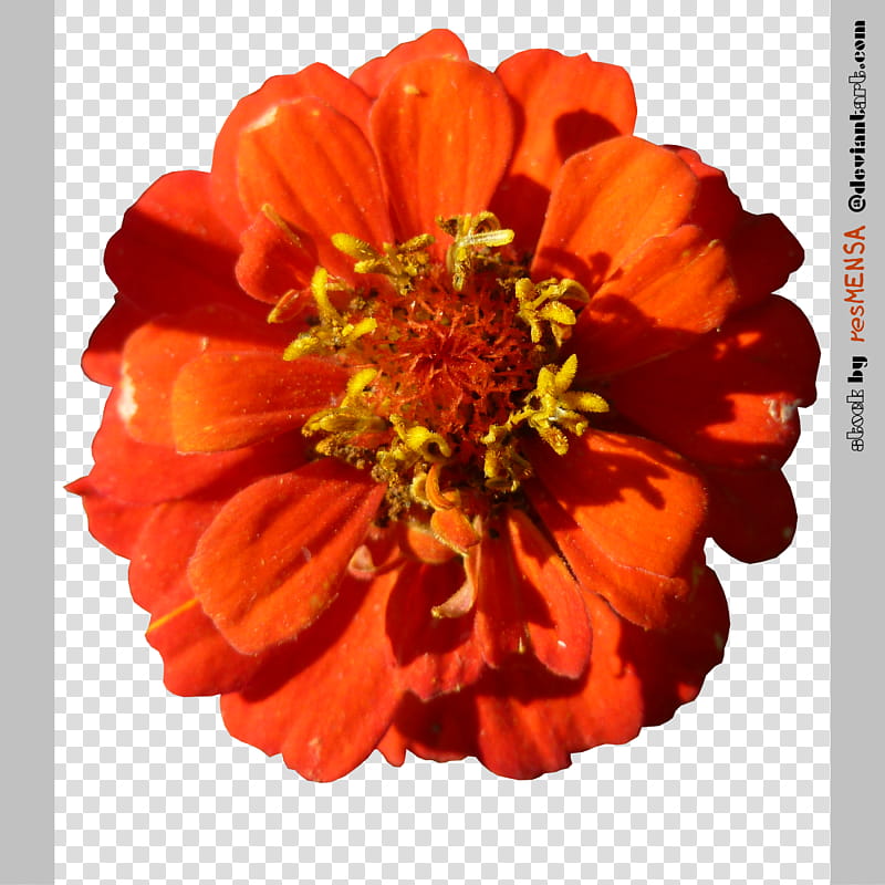 Zinnia mix , red lower in bloom transparent background PNG clipart