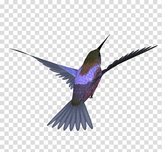 Bird, Kingfisher, Blackcapped Kingfisher, Realism, Hummingbird, Beak, Wing, Pollinator transparent background PNG clipart