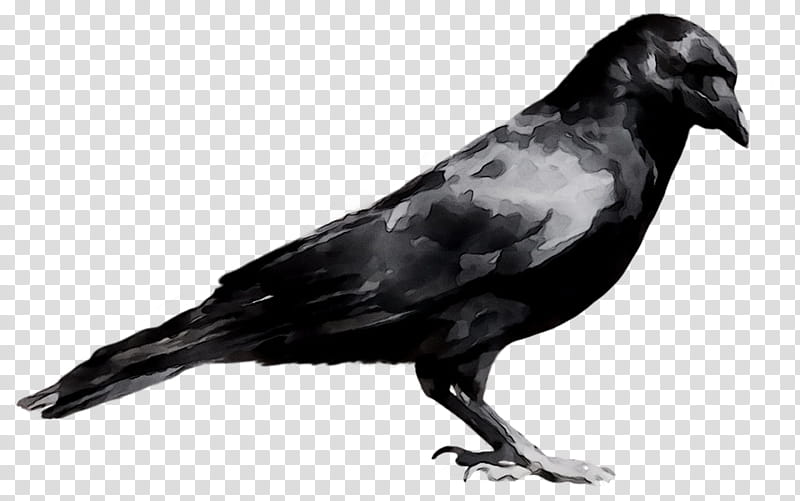 Bird, American Crow, Common Raven, Beak, Feather, Fish Crow, New Caledonian Crow, Crowlike Bird transparent background PNG clipart