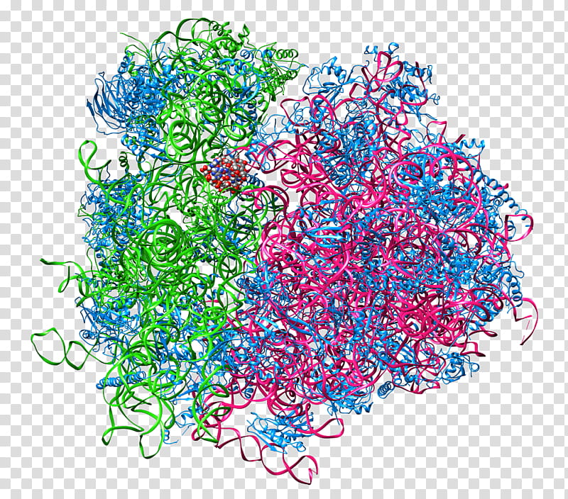 Ribosome Line, Ribosomal Rna, Cell, Protein Biosynthesis, Polysome, Translation, Prokaryote, Eukaryote transparent background PNG clipart