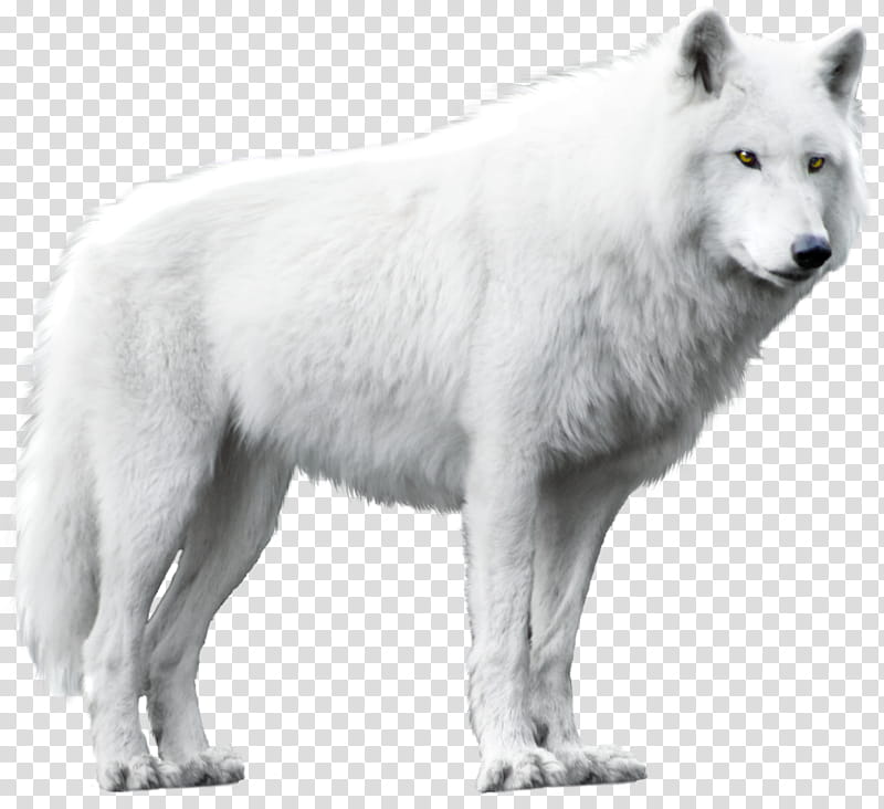 White Wolf Isolated , short-coated white dog transparent background PNG clipart