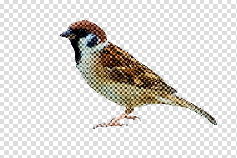 bird sparrow house sparrow beak songbird, Perching Bird, Finch, Emberizidae, Wren transparent background PNG clipart