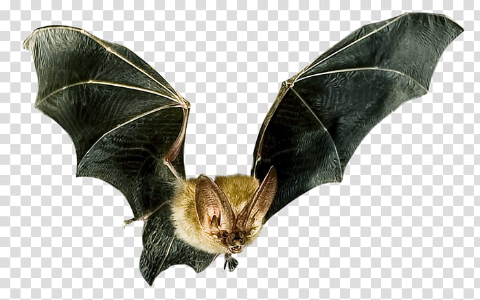 Bat, Bat Flight, Microbat, Bat Detector, Animal, Animal Echolocation, Wing transparent background PNG clipart