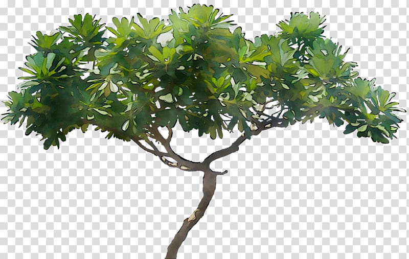 Oak Tree Leaf, Flowerpot, Shrub, Houseplant, Plane Trees, Woody Plant, Branch, Plant Stem transparent background PNG clipart