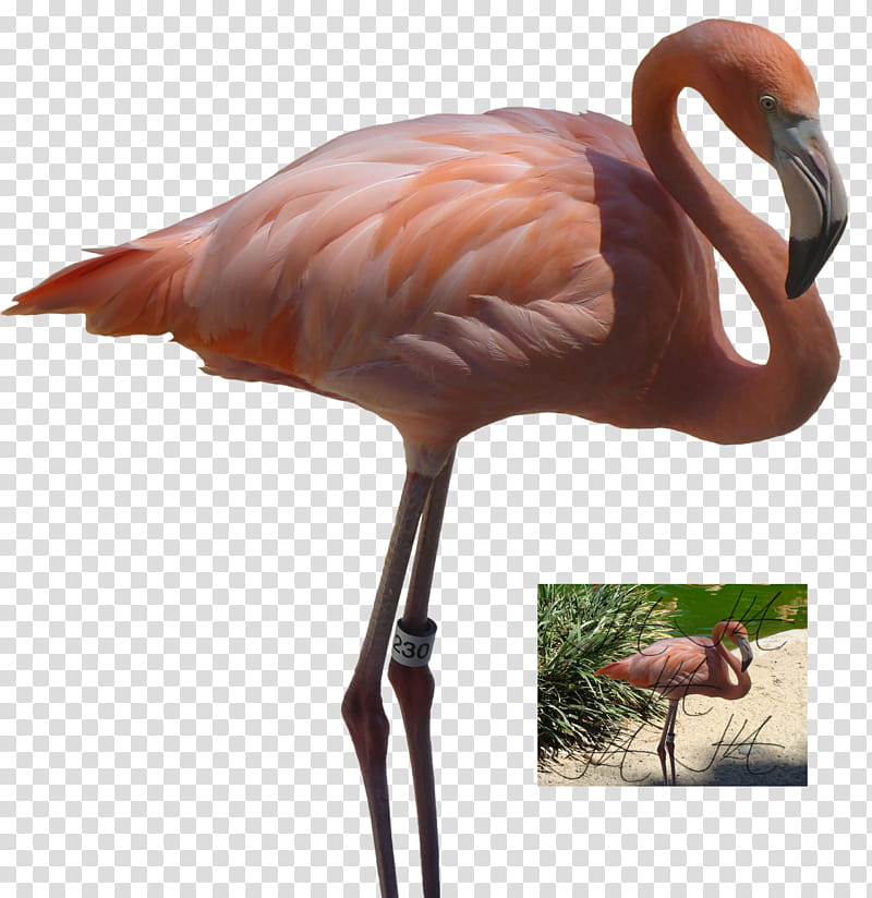 Pink Flamingo updated, painting of flamingo transparent background PNG clipart