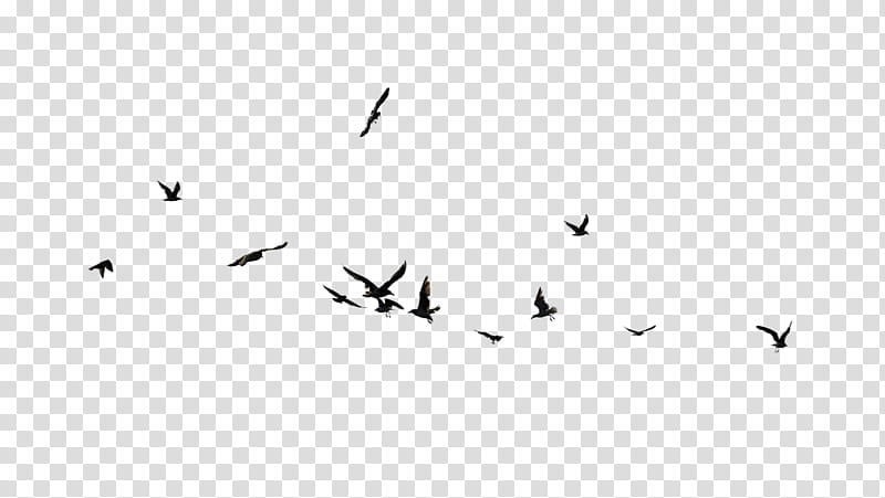 silhouette of birds on mid air transparent background PNG clipart