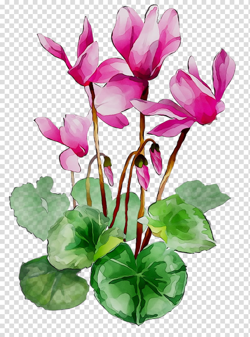 Water Paint Flowers, Cyclamen, Floral Design, Cut Flowers, Plant Stem, Purple, Annual Plant, Plants transparent background PNG clipart