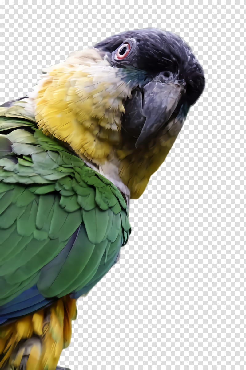 Colorful, Parrot, Bird, Exotic Bird, Tropical Bird, Macaw, True Parrot, Beak transparent background PNG clipart
