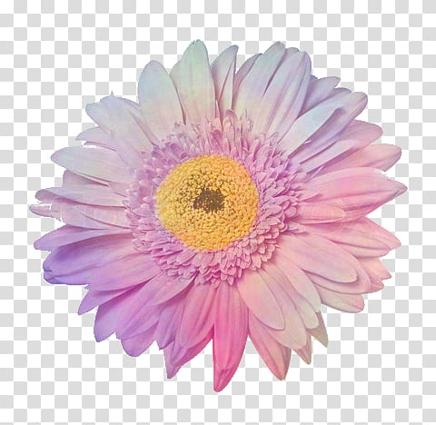 Floral Free, pink and purple daisy flower transparent background PNG clipart